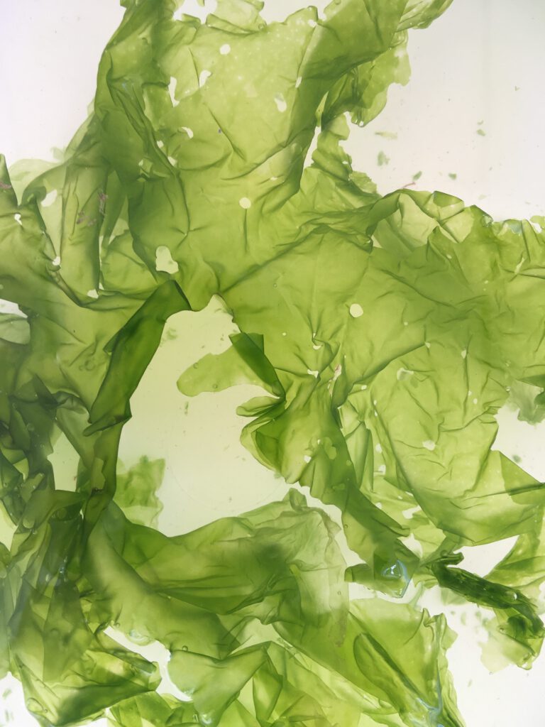 Edith Brecht-Ziegler